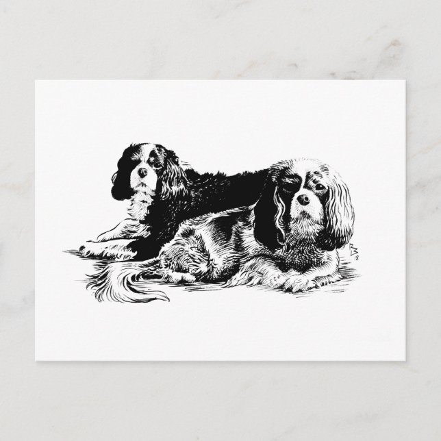 Chloe and Ollie postcard (Front)
