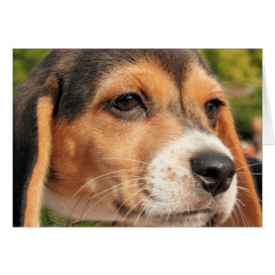 Chloe - Beagle Photo-19
