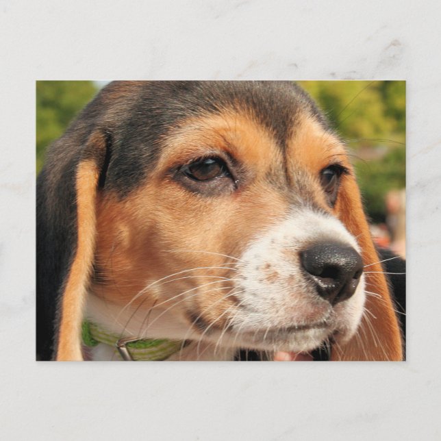 Chloe - Beagle Photo-19 Postcard (Front)