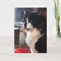 Chloe Licks