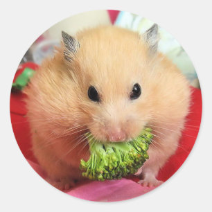 Chmurka and broccoli classic round sticker