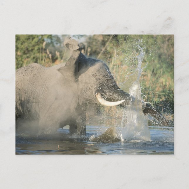 Chobe River, Botswana, Africa Postcard (Front)