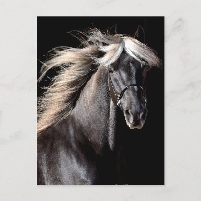 Choco Rocky Mountain Horse Postcard (Front)