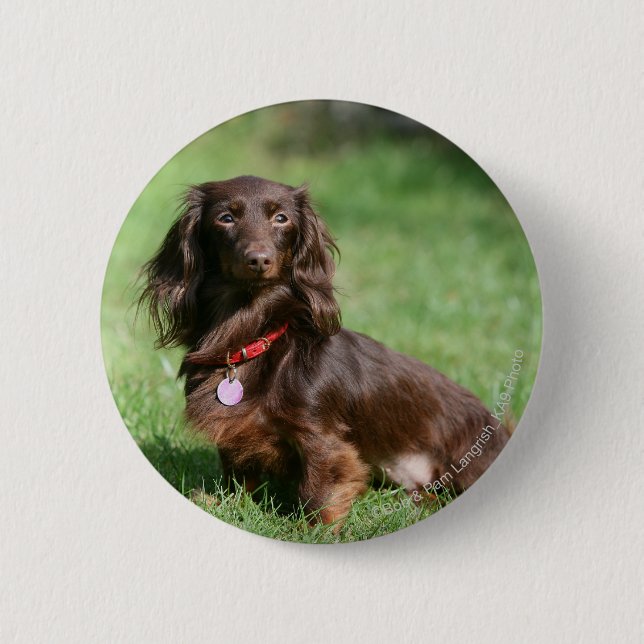 Chocolate and Tan Long-haired Miniature Dachshund 6 Cm Round Badge (Front)