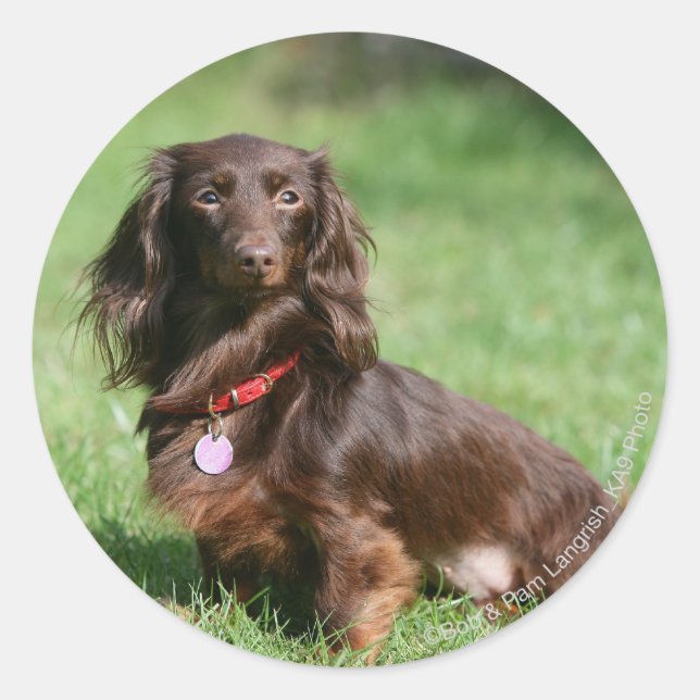 Chocolate and Tan Long-haired Miniature Dachshund Classic Round Sticker (Front)