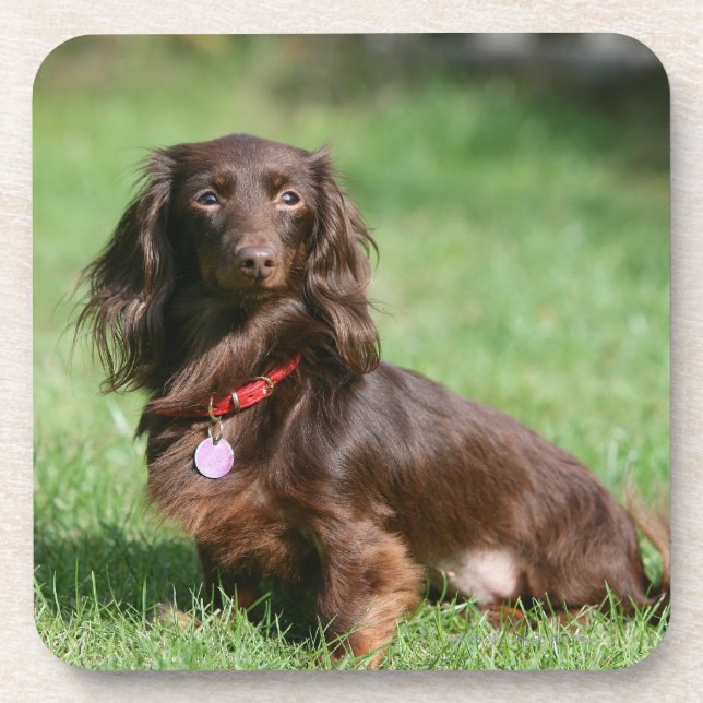 Chocolate and Tan Long-haired Miniature Dachshund Coaster (Front)