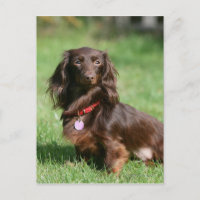 Chocolate and Tan Long-haired Miniature Dachshund