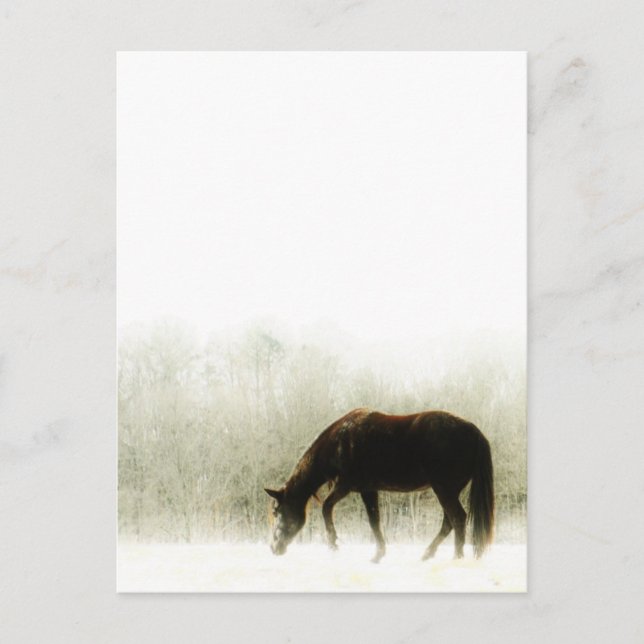 Chocolate Brown horse in the fog Postcard (Front)