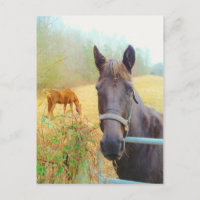 Chocolate Brown horse