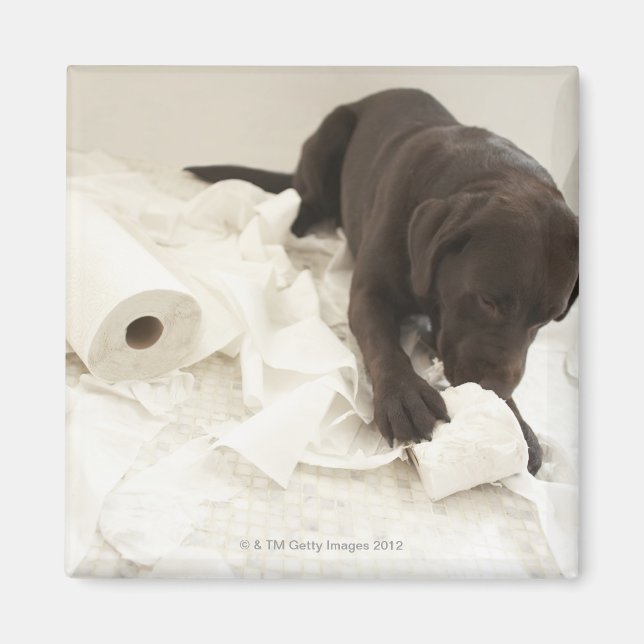 Chocolate brown labrador. magnet (Front)