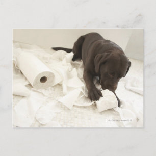 Chocolate brown labrador. postcard