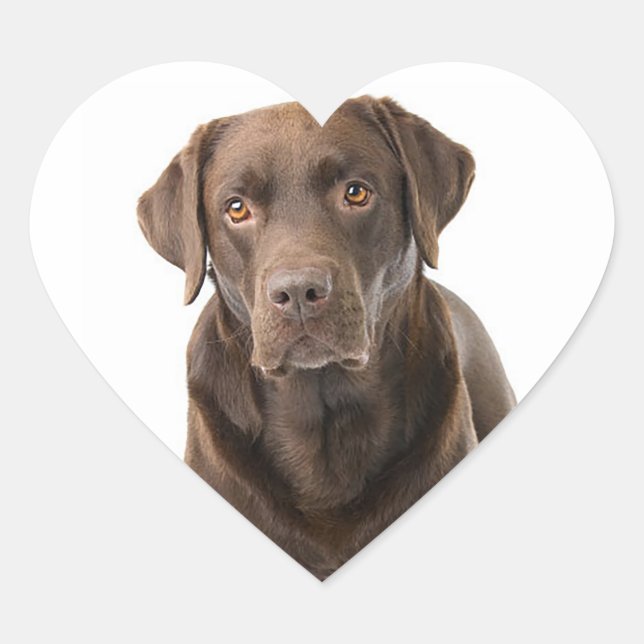 Chocolate Brown Labrador Retriever Puppy Dog Heart Sticker (Front)