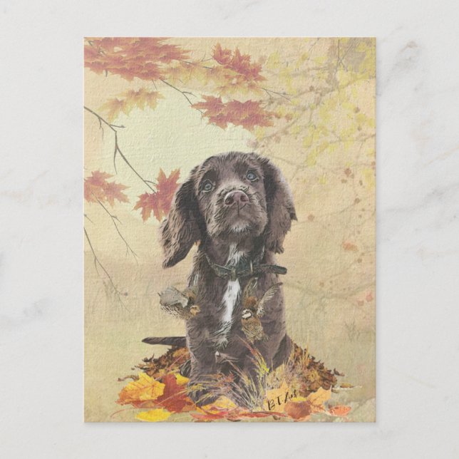 Chocolate cocker spaniel puppy    postcard (Front)