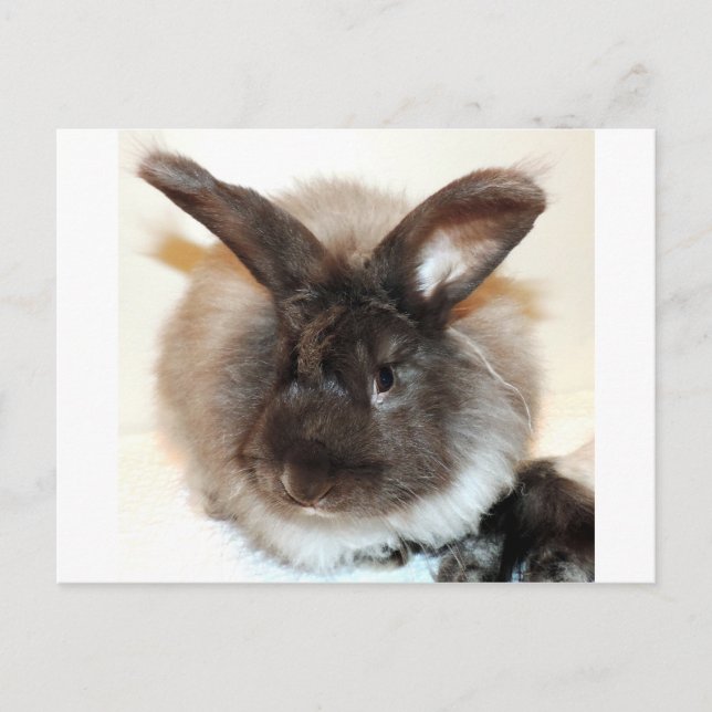 Chocolate French Angora Bunny Rabbit Photograph Postcard (Front)