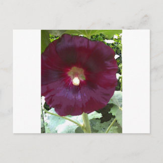 Chocolate Hollyhock Postcard