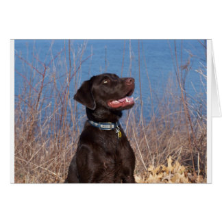Chocolate Lab