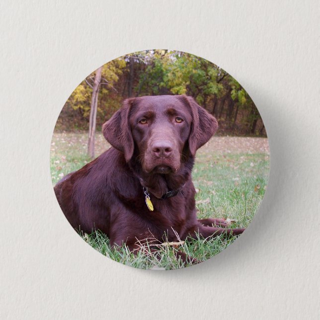 Chocolate Lab 6 Cm Round Badge (Front)