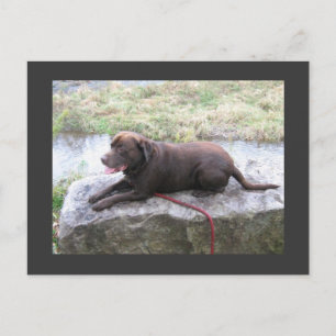 Chocolate Lab Bruno Brown Postcard
