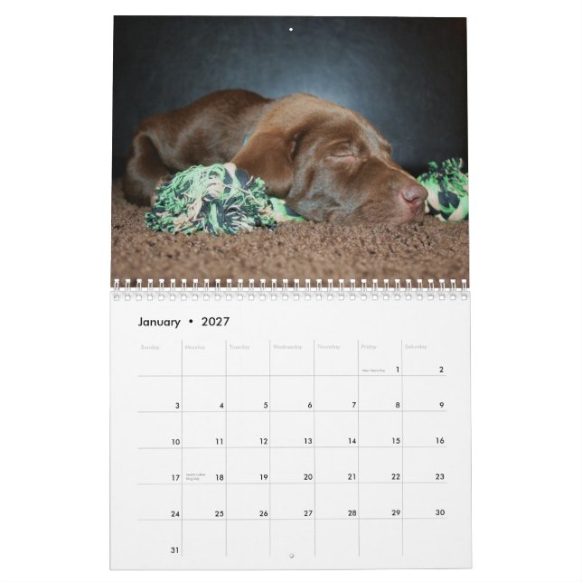 Chocolate Lab Calendar (Jan 2027)