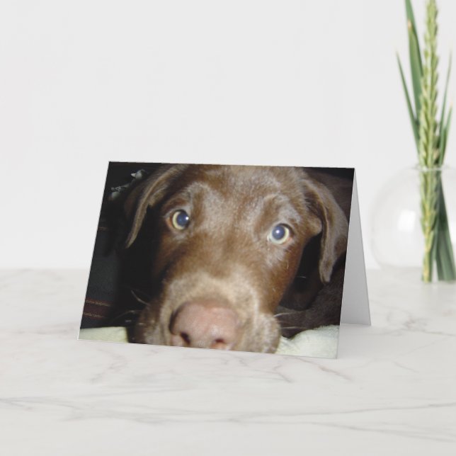 Chocolate Lab Card (Front)