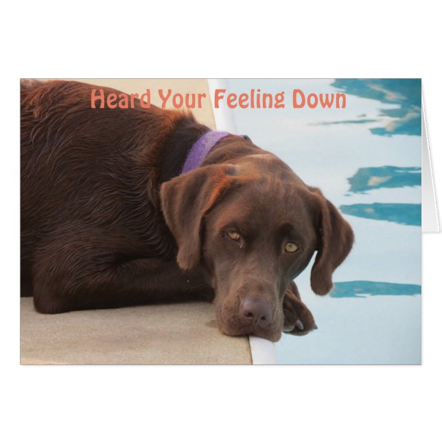 Chocolate Lab Care & Concern Card (Front Horizontal)