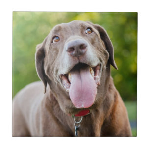 Chocolate Lab Dog Tile
