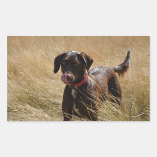Chocolate Lab Full Licking Rectangular Sticker
