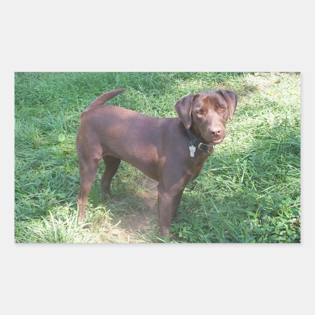 Chocolate Lab Full Rectangular Sticker (Front)