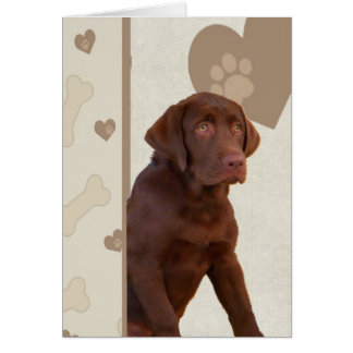 Chocolate Lab Has Hearts