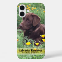 Chocolate Lab in California Poppy Patch