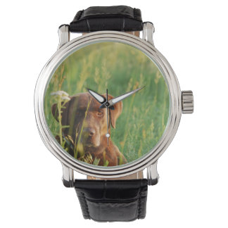 Chocolate Lab in Field Watch