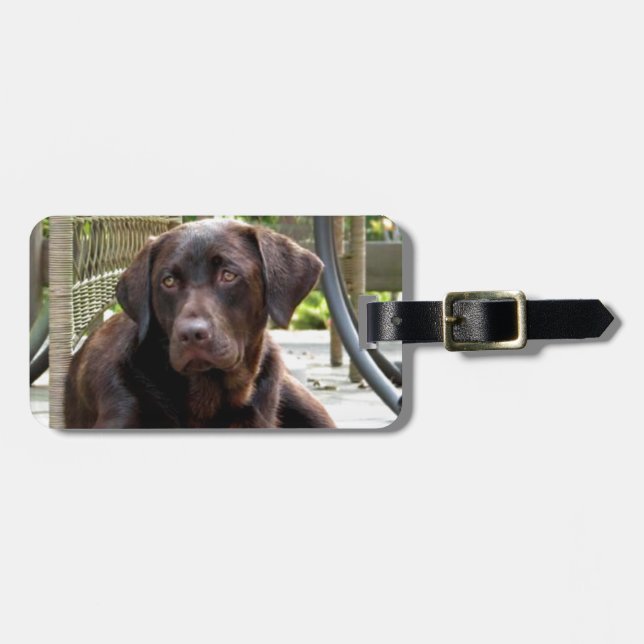 Chocolate Lab Luggage Tag (Front Horizontal)