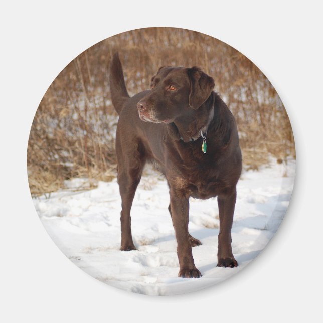 Chocolate Lab magnet (Front)
