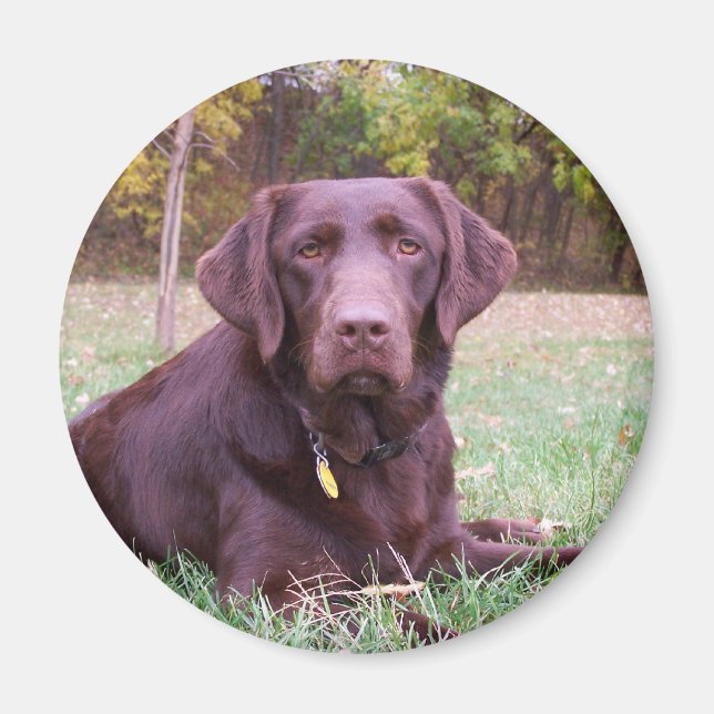 Chocolate Lab Magnet (Front)