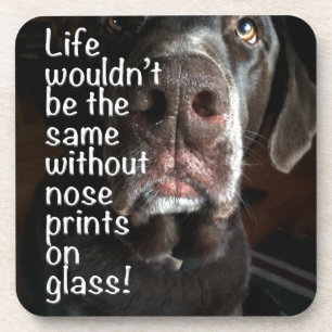 Chocolate Lab Nose Close Up Photograph Coaster