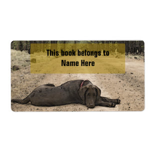 Chocolate Lab On A Forest Trail