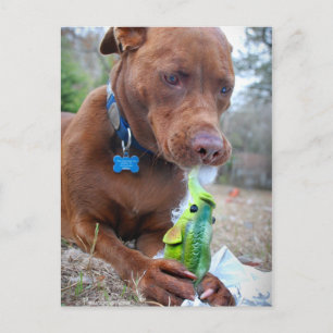Chocolate Lab Pit Mix Dog and Toy Postcard