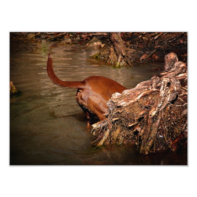 Chocolate Lab Pit Mix Dog Digging Photo Print (Front)