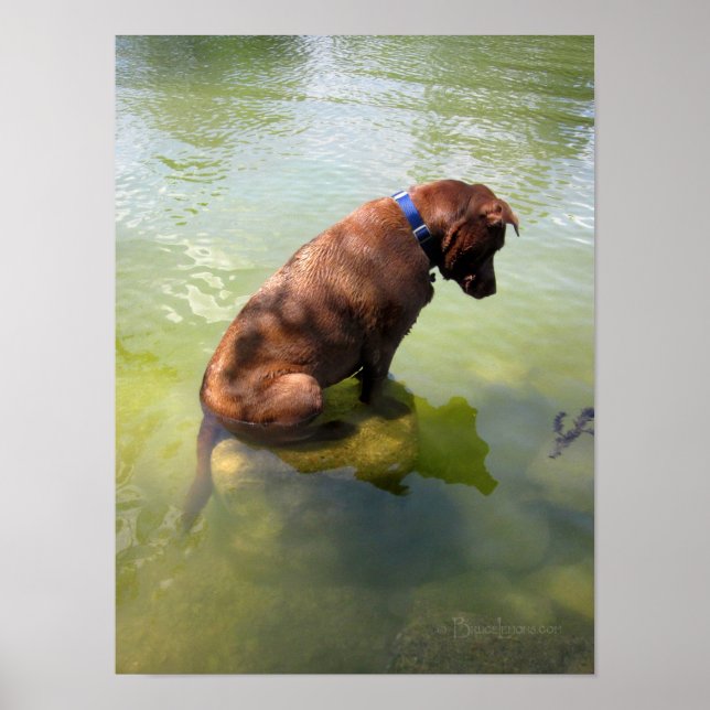 Chocolate Lab Pit Mix Dog Fishing 3 Poster (Front)