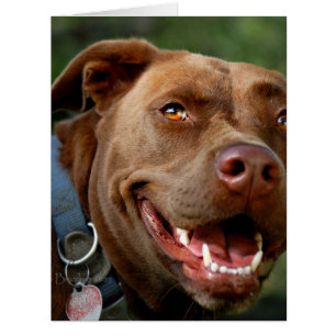 Chocolate Lab Pit Mix Dog Happy Smile