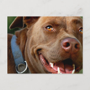 Chocolate Lab Pit Mix Dog Happy Smile Postcard
