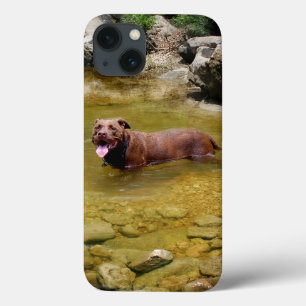 Chocolate Lab Pit Mix Dog in Swimming Hole iPhone 13 Case