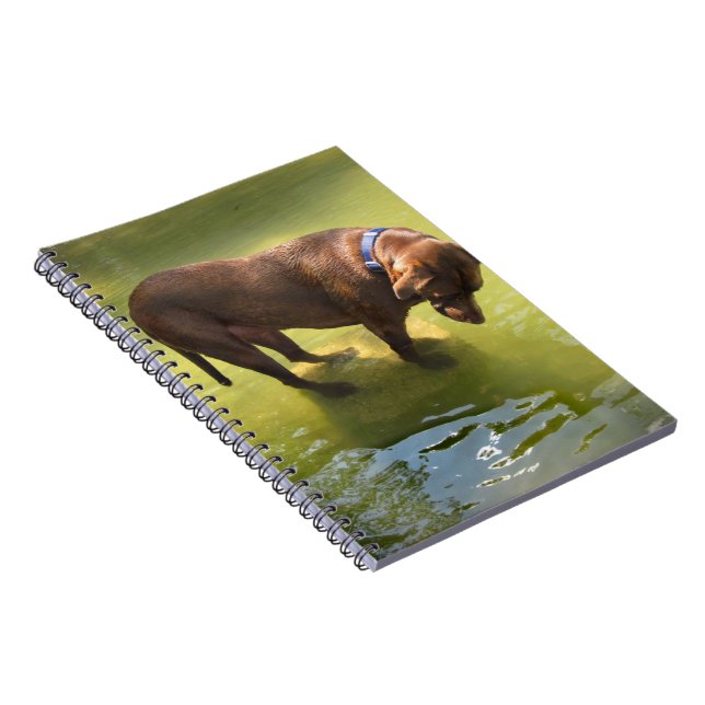 Chocolate Lab Pit Mix Dog Looking for Fish Spiral Notebook (Right Side)