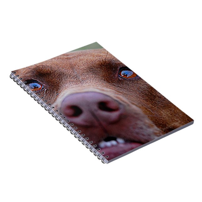 Chocolate Lab Pit Mix Dog Nose Spiral Notebook (Right Side)