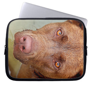 Chocolate Lab Pit Mix Dog Portrait 2 Laptop Sleeve