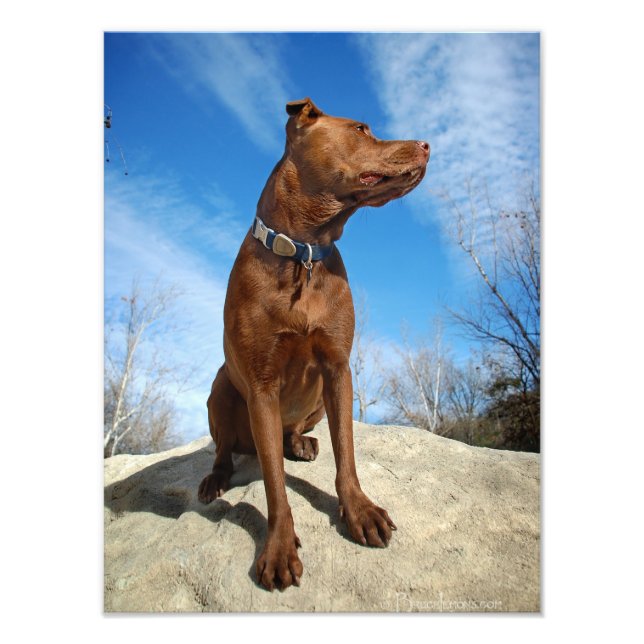 Chocolate Lab Pit Mix Dog Portrait 6 Photo Print (Front)