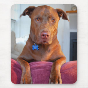 Chocolate Lab Pit Mix Dog Portrait Mouse Pad