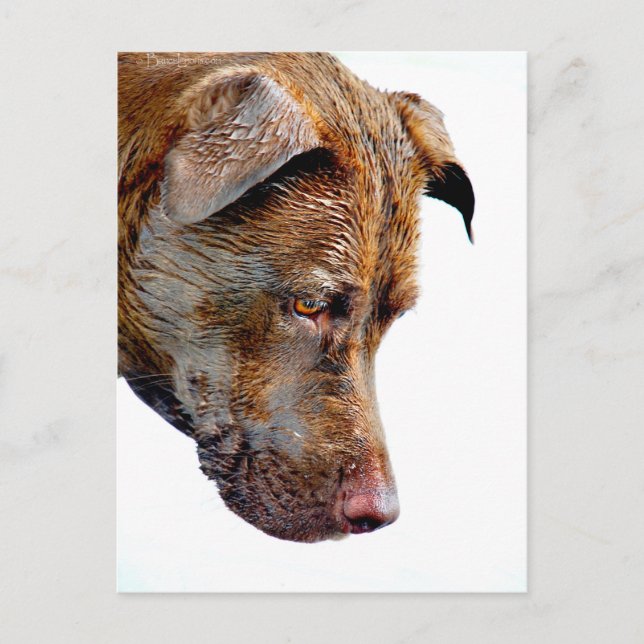 Chocolate Lab Pit Mix Dog Profile Postcard (Front)