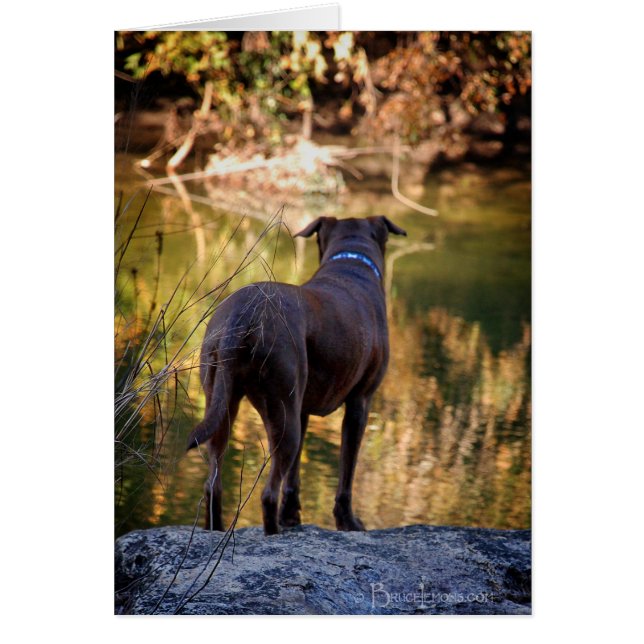 Chocolate Lab Pit Mix Dog Serene (Front)
