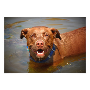 Chocolate Lab Pit Mix Dog Smiling Photo Print